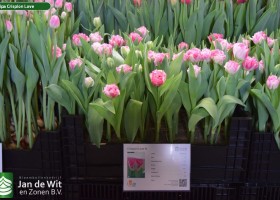 Tulipa Crispion Love ® (1)